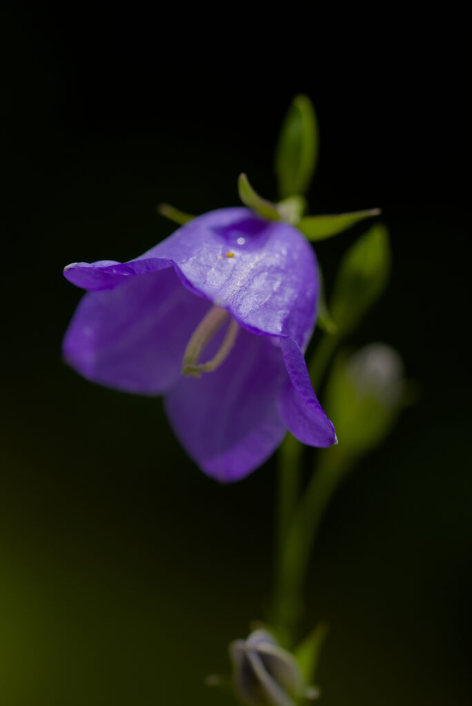 Delicate Purple Bell Flower Wallpaper with Soft Blurred Background
