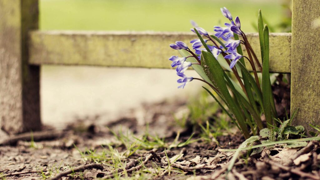 Serene Purple-Blue Flowers Beside Rustic Fence - 1920x1080 Wallpaper