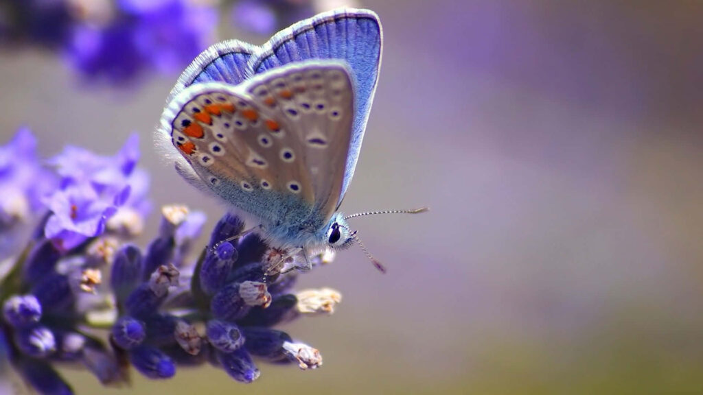 Delicate Purple Butterfly on Lavender Flowers - Wallpaper Background