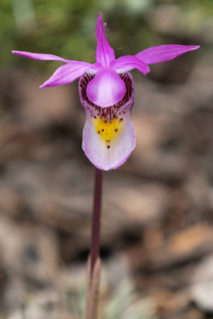 Close-Up of Delicate Purple Calypso Flower with Soft Blur Background Wallpaper