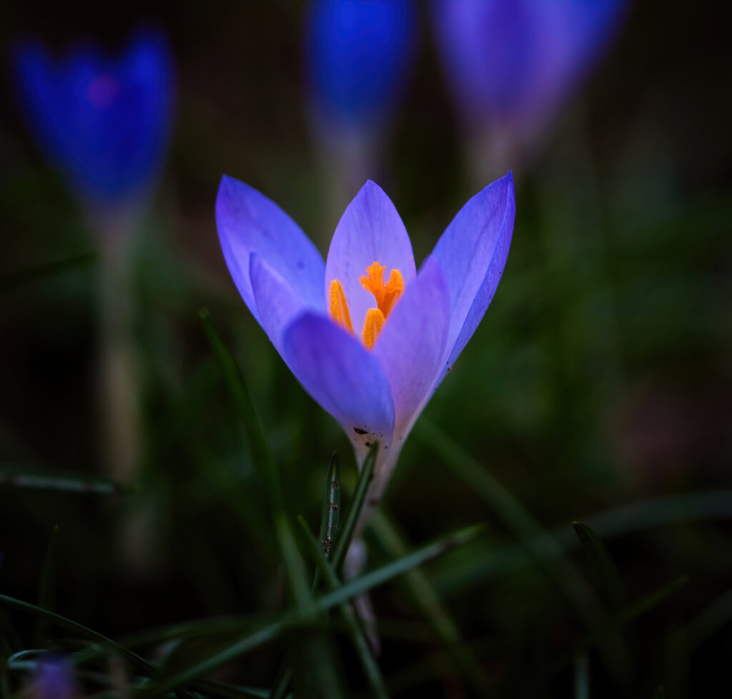 Delicate Purple Crocus Flower Close-Up: Vibrant Wallpaper Background