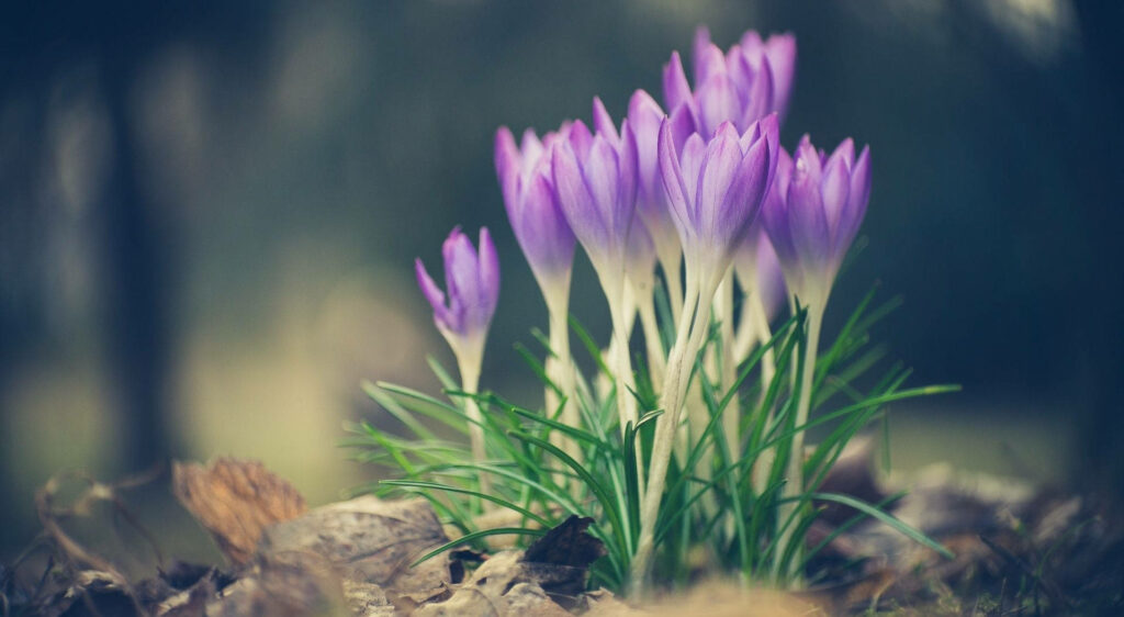 Delicate Purple Crocuses in Bloom - Serene Nature Wallpaper