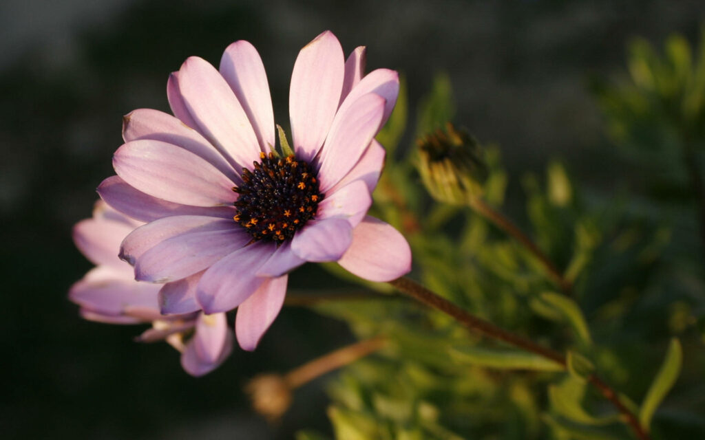 Vibrant Purple Daisy Wallpaper - Warm & Tranquil Background