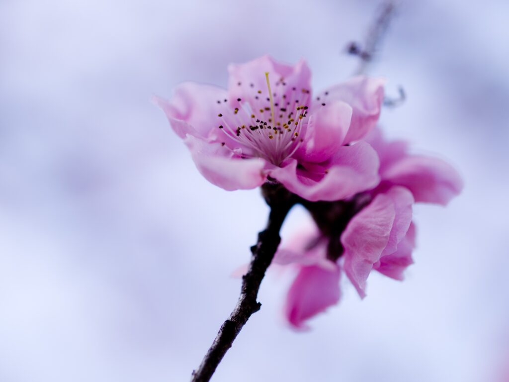 Delicate Purple Flower Close-Up Wallpaper with Soft Blurred Background