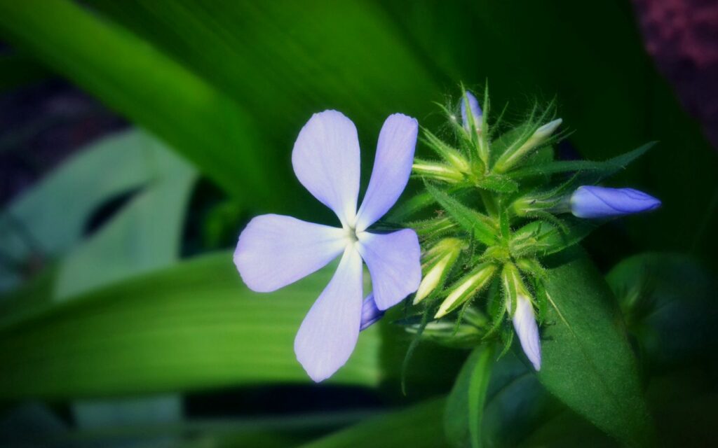 Close-Up of Delicate Purple Flower in Lush Green Grass - Wallpaper