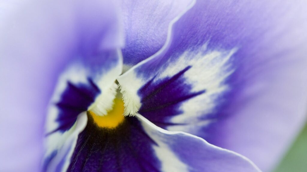 Delicate Purple Flower Close-Up - Natural Beauty Wallpaper Background