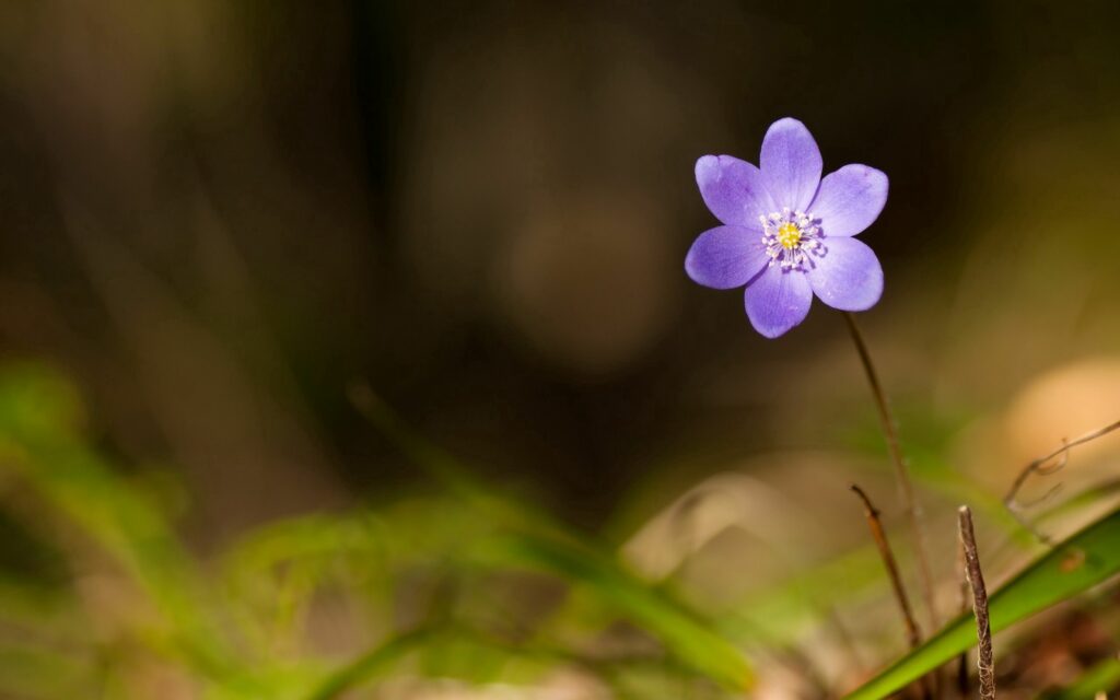 Delicate Purple Flower Close-Up: Soft Green Grass Wallpaper Background