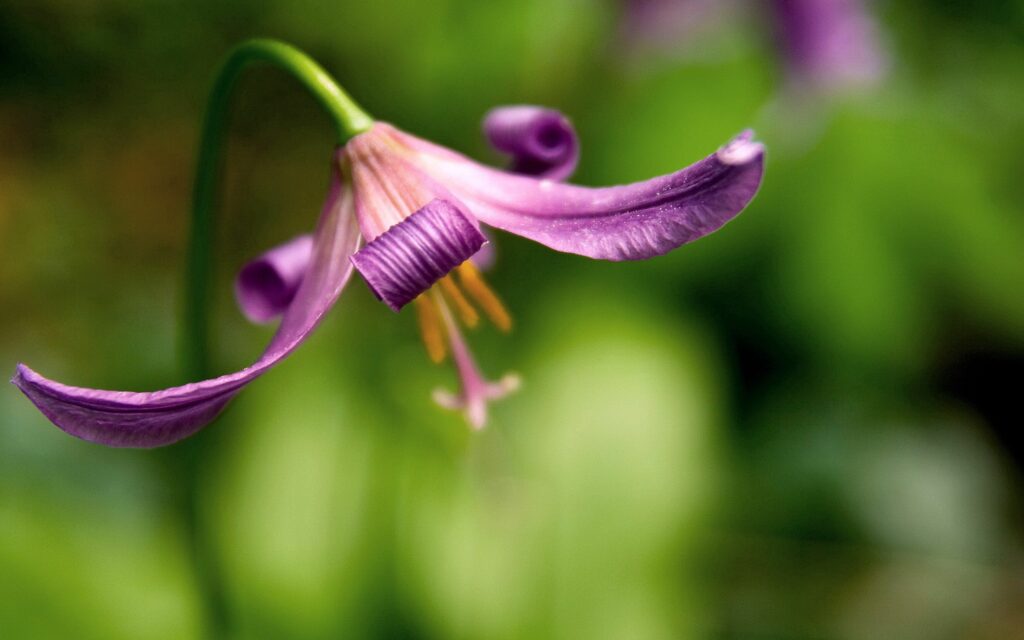 Delicate Purple Flower Close-Up in Soft Green Grass - Wallpaper Background