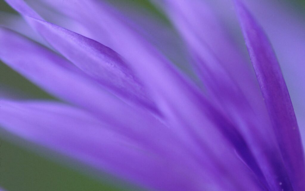 Delicate Purple Flower Petals - Soft Blurred Wallpaper Background