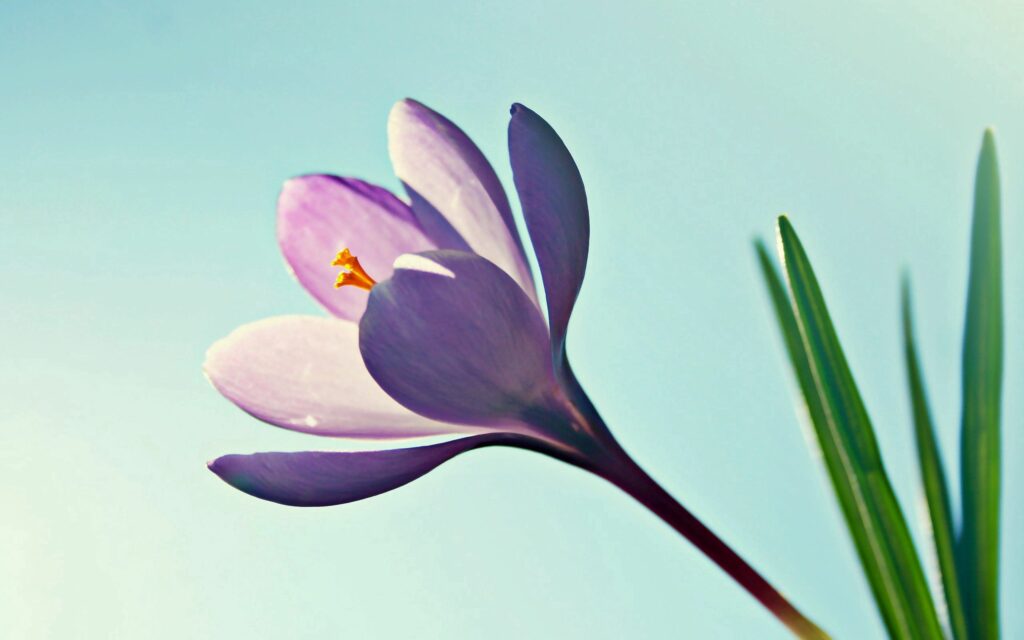 Delicate Purple Flower Against Light Blue Sky - Serene Wallpaper