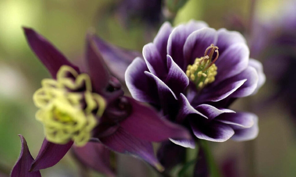 Enchanting Purple Flower Wallpaper: Dreamy Close-Up & Soft Background