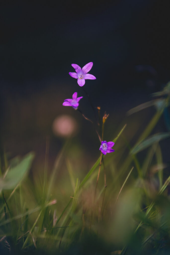 Delicate Purple Flowers Wallpaper: Ethereal Macro Background Art