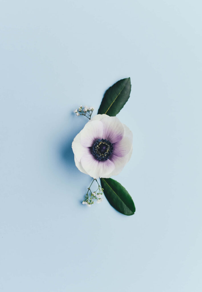 Delicate Purple Flower with Green Leaves on Soothing Blue Background Wallpaper