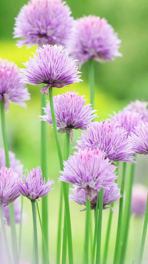 Delicate Purple Flowers on Lush Green Background - Serene Wallpaper