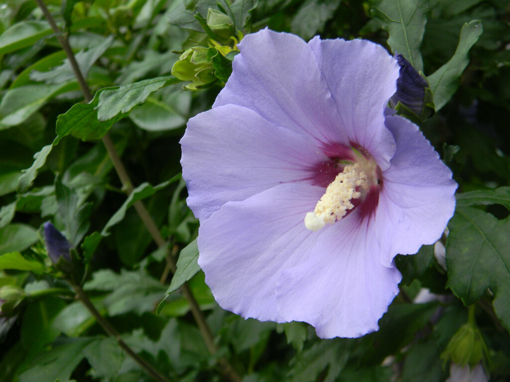 Close-Up of Pale Purple Flower with Lush Green Background Wallpaper