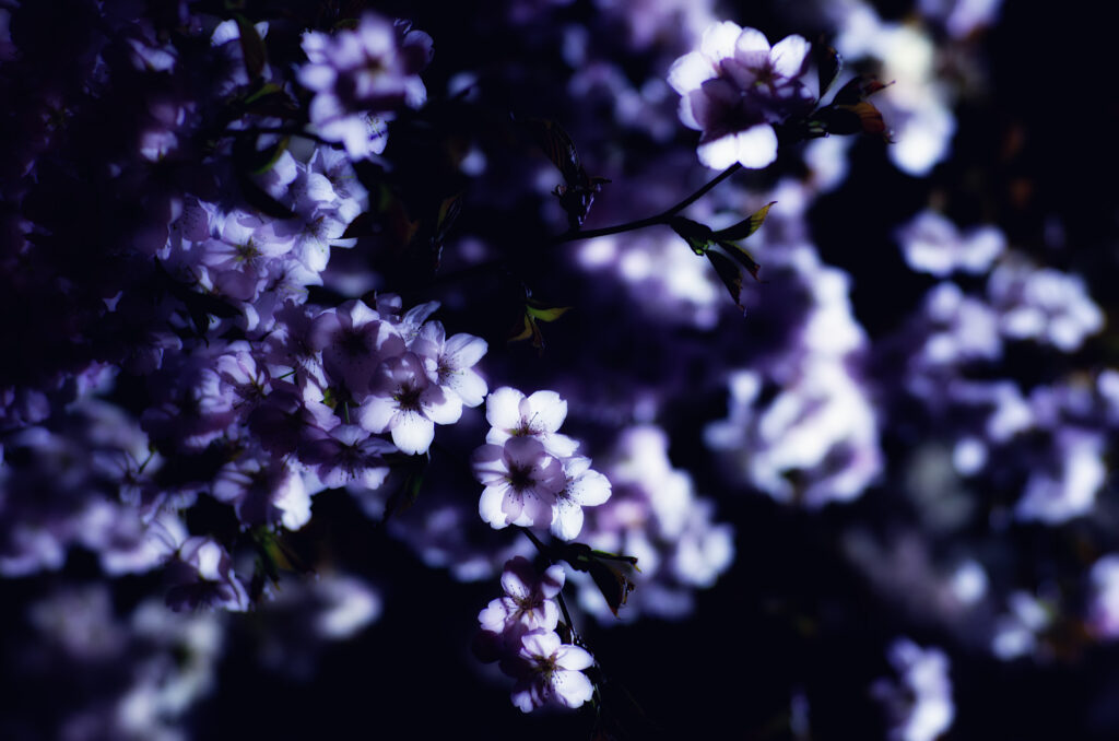 Delicate Purple Flower Wallpaper: Spring's Serene Beauty