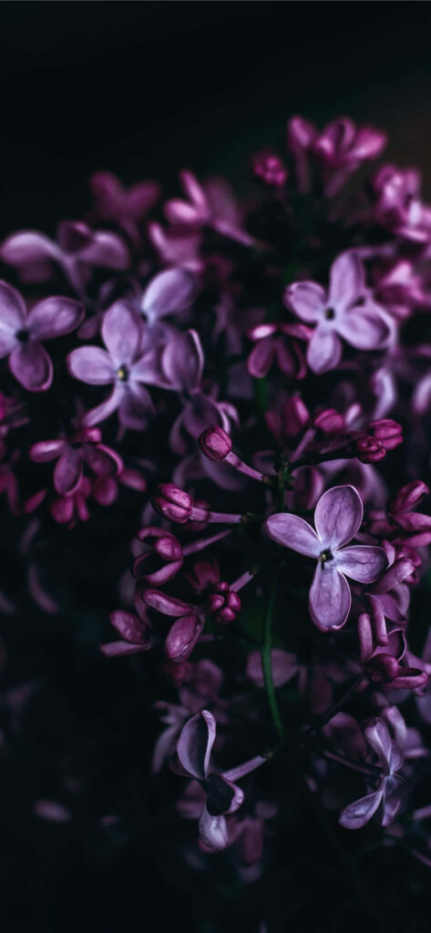 Vibrant Purple Flower Wallpaper: Delicate Petals on Dark Background