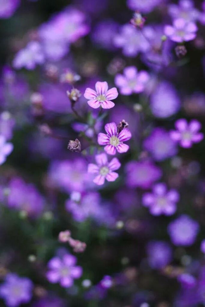 Delicate Purple Flower Wallpaper: Soothing Background for iPhone