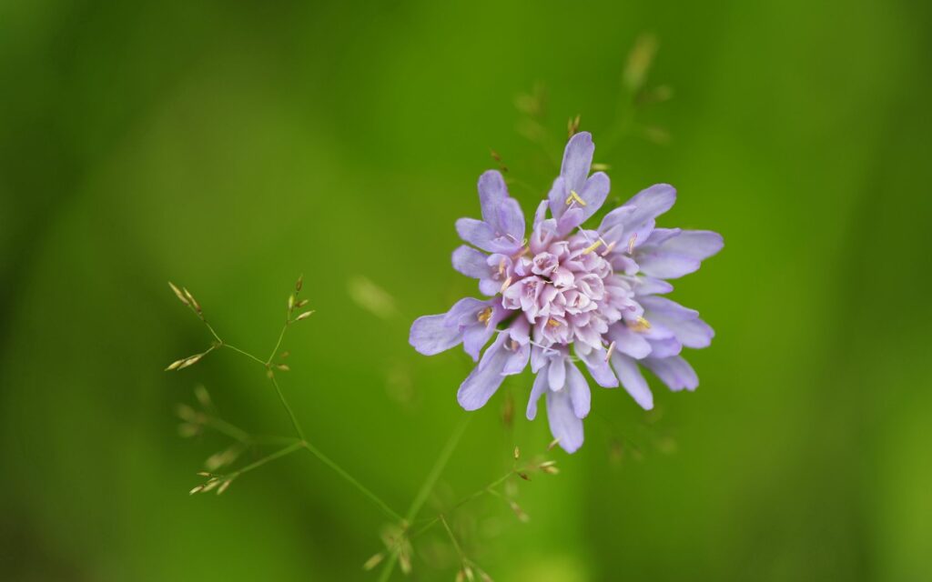 Delicate Purple Flower Wallpaper: Nature's Beauty on Blurred Green