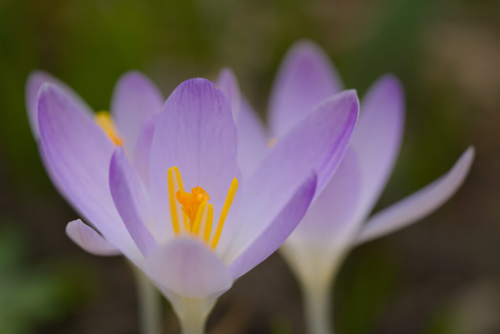 Delicate Purple Flowers with Saffron Stamens - Dreamy Wallpaper
