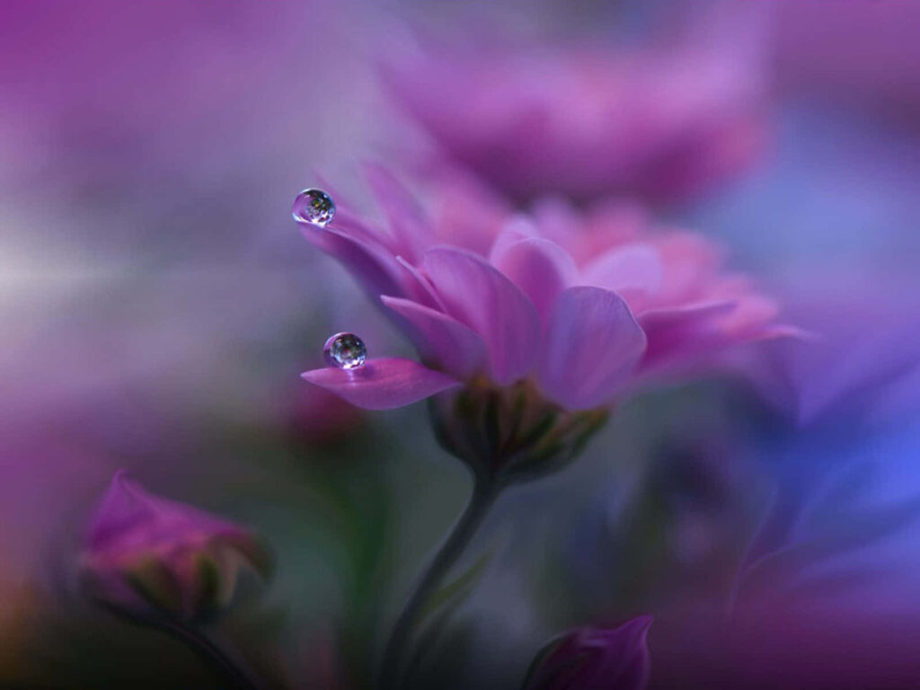 Ethereal Purple Flowers with Water Droplets on Blurred Background Wallpaper