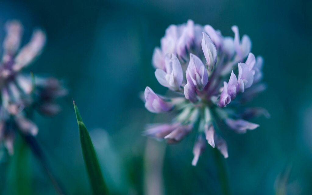 Delicate Purple Flower Wallpaper: Nature's Beauty Close-Up