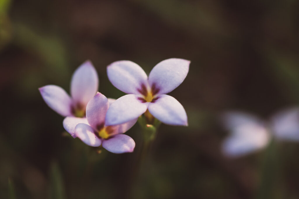 Delicate Purple Flower Wallpaper: Soft Petals & Summer Vibes