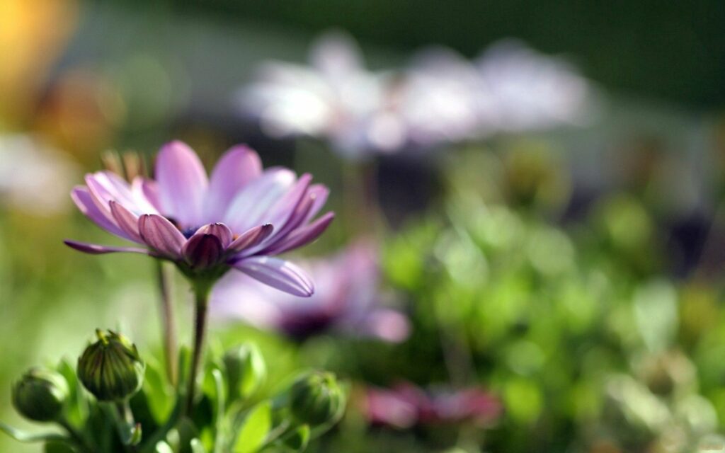 Delicate Purple Flowers in Green Grass – Serene Wallpaper Background