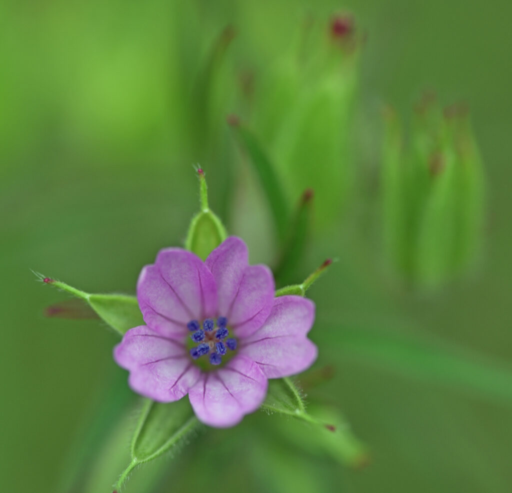 Delicate Purple Geranium Close-Up on Soft Green Background Wallpaper