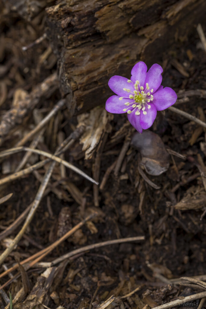 Purple Hepatica Flower Against Rustic Bark - Nature's Serenity Wallpaper