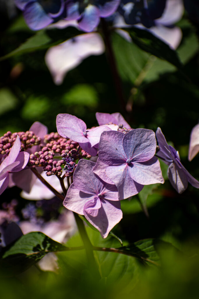 Delicate Purple Hydrangeas in Bloom: Lush Green Background Wallpaper