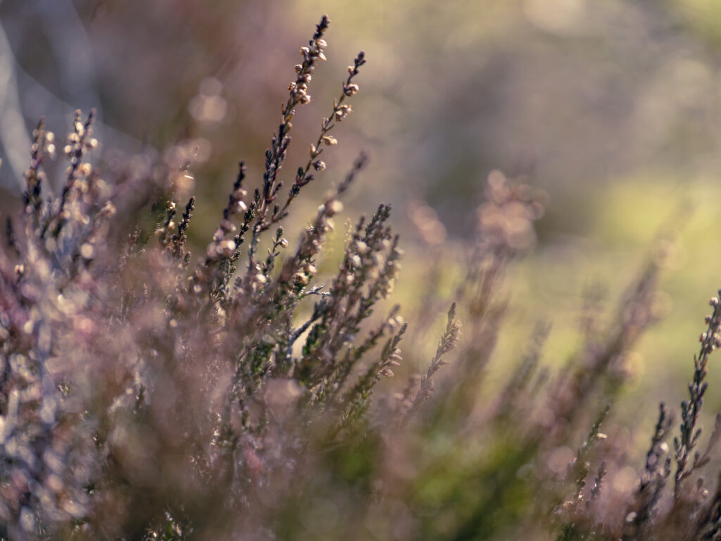 Delicate Purple Inflorescences Wallpaper - Serene Nature Background