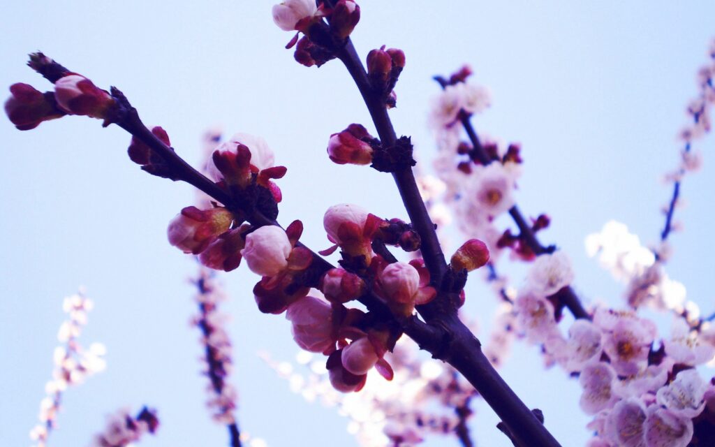 Serene Purple Flower Wallpaper Background against Blue Sky