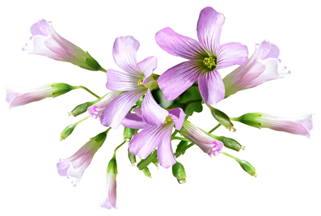 Delicate Purple Oxalis Flowers Wallpaper on Transparent Background