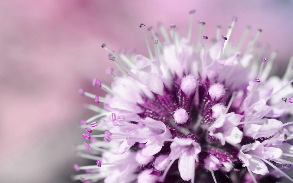 Close-Up of Delicate Purple & White Flower - Stunning Wallpaper Background