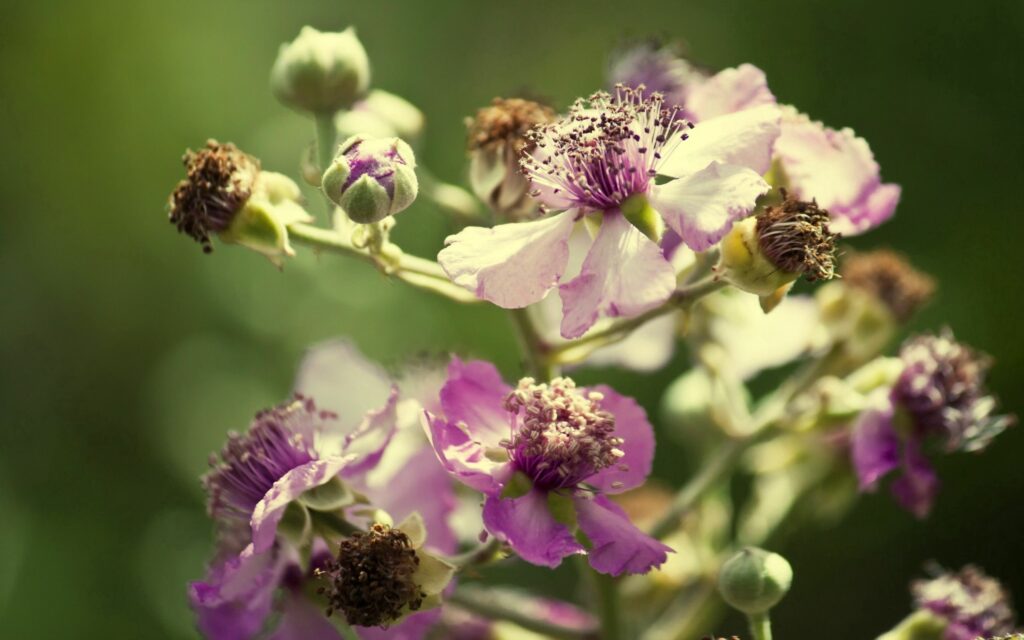 Stunning Close-Up of Purple & White Flowers - Nature Wallpaper