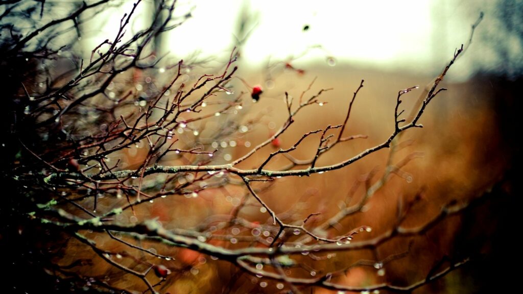Delicate branches with rain drops in warm autumn colors serene blurred fall nature wallpaper