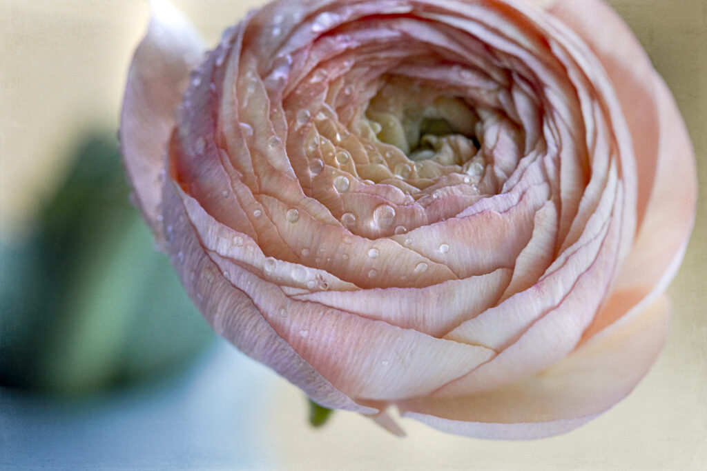 Macro Ranunculus Flower: Layered Petals & Sparkling Drops Wallpaper