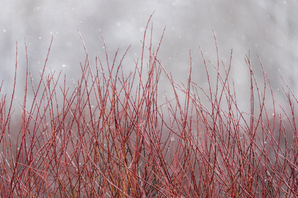 Macro of delicate red branches and tangled bushes with soft snowflakes in a winter scene Wallpaper