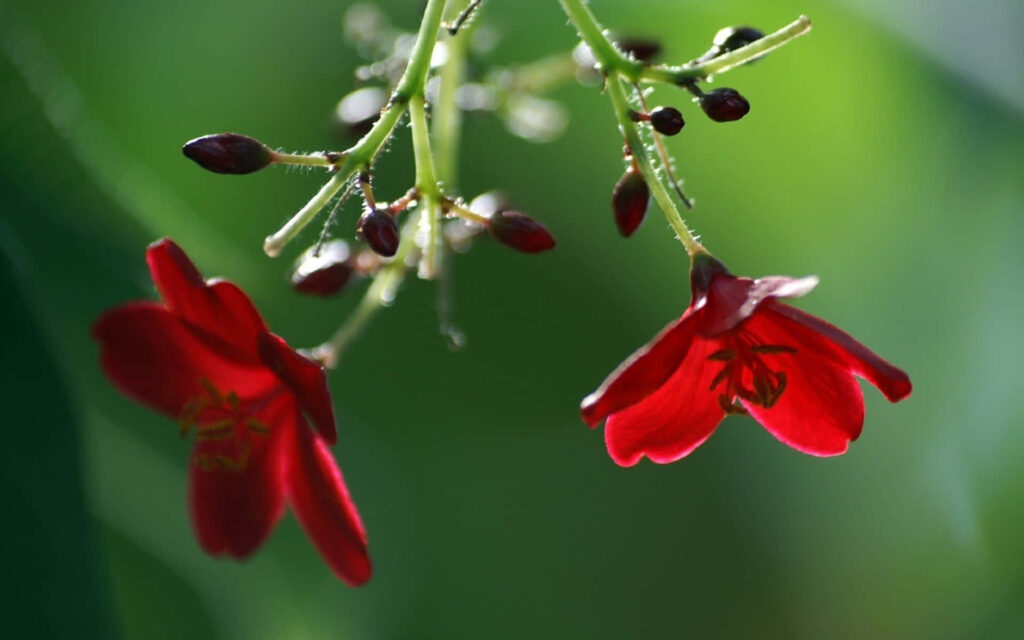 Upside Down Red Flowers Wallpaper: Vibrant Floral Design on Soft Green