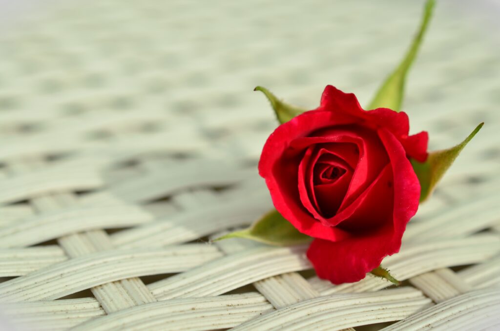 Elegant Red Rose Bud on Woven Surface - Serene Wallpaper Background