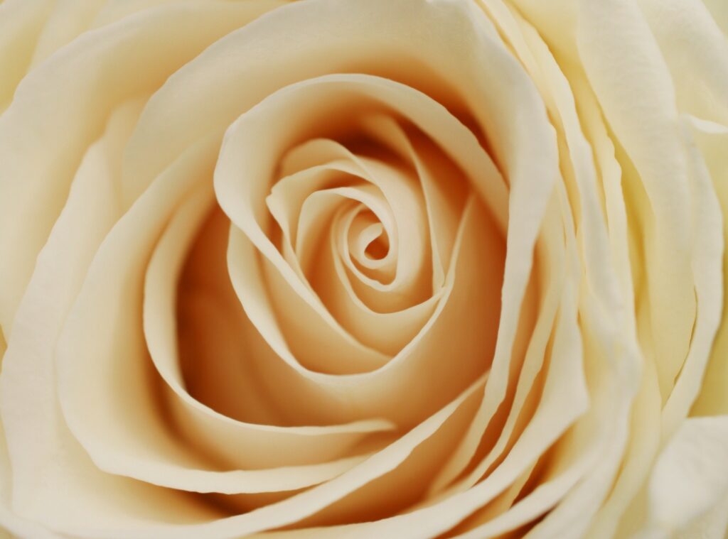 Delicate Rose Bloom Wallpaper: Soft Milky Petals & Gentle Light