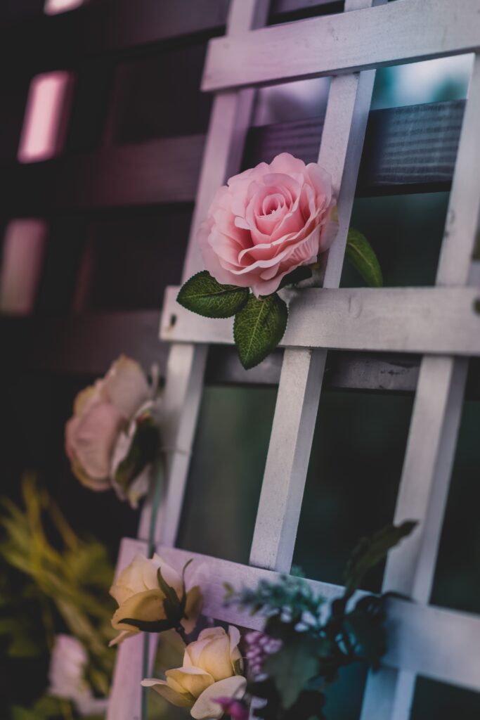 Elegant Rose Blooms Amid Rustic Wooden Lattice & Soft Petals Wallpaper
