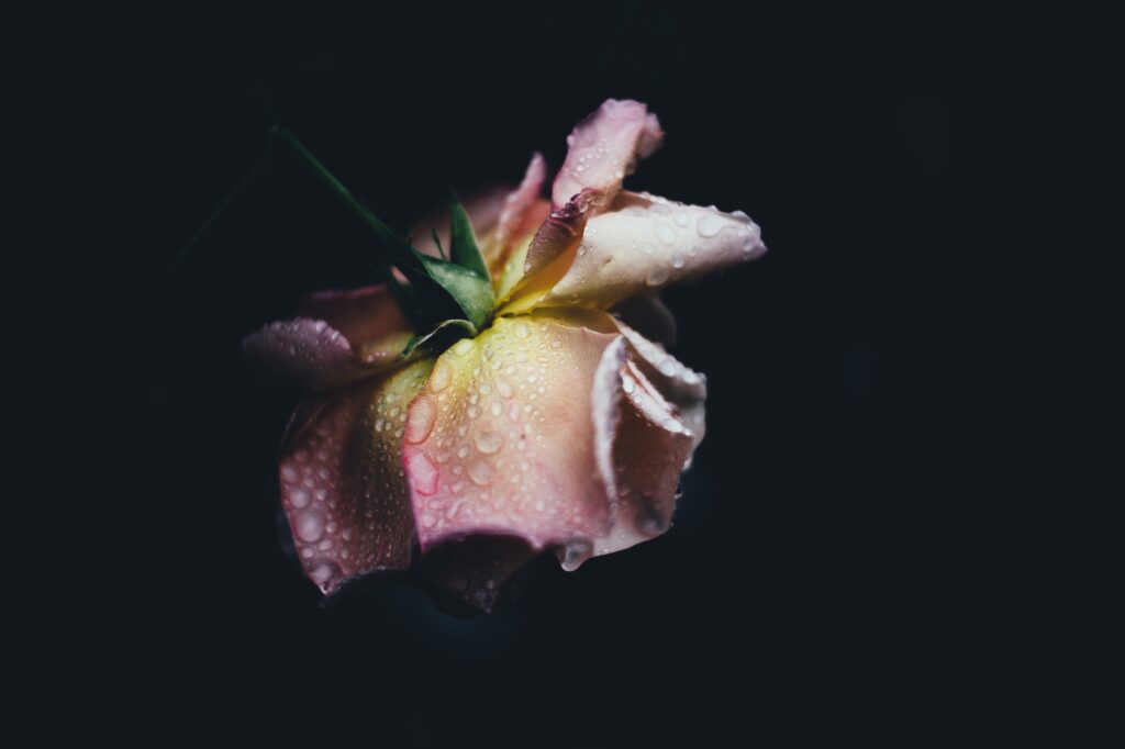 Delicate Pink Rose Bud Wallpaper: Water Drops on Soft Petals