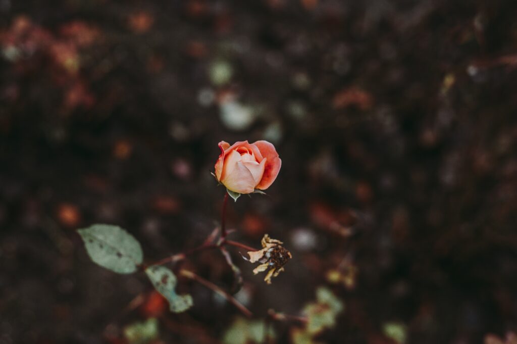 Serene Rose Bud Wallpaper with Softly Blurred Background