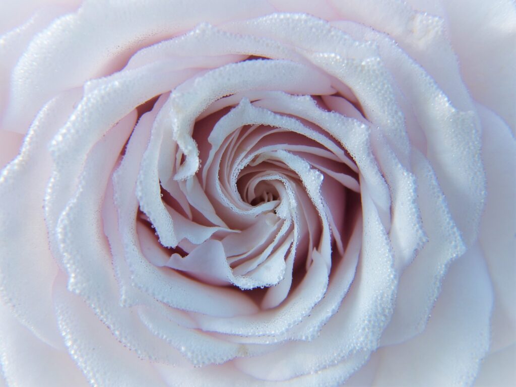Delicate Rose Close-Up: Soft Petals & Water Drops Wallpaper
