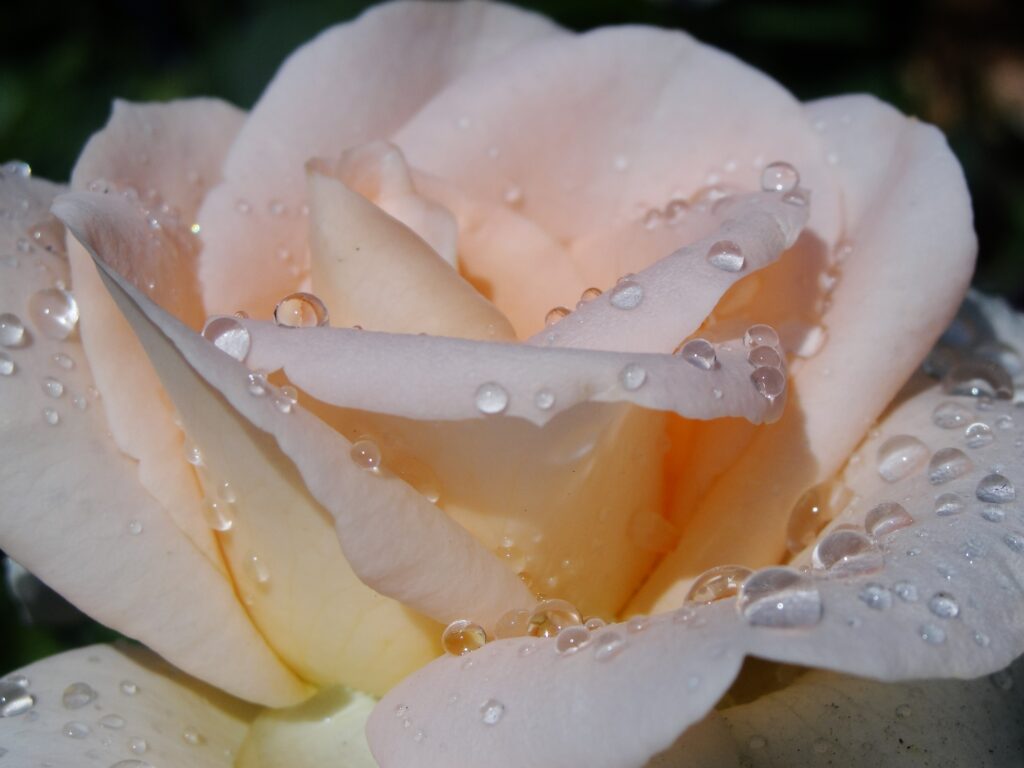 Delicate Rose Close-Up: Sparkling Petals Wallpaper Background