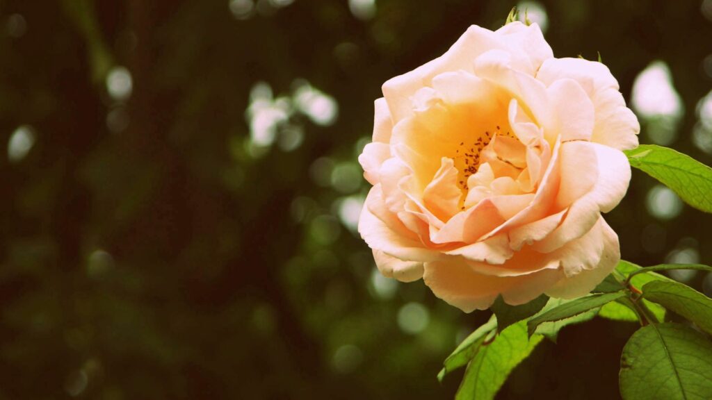 Delicate Rose Blossom Wallpaper: Elegant Nature Background