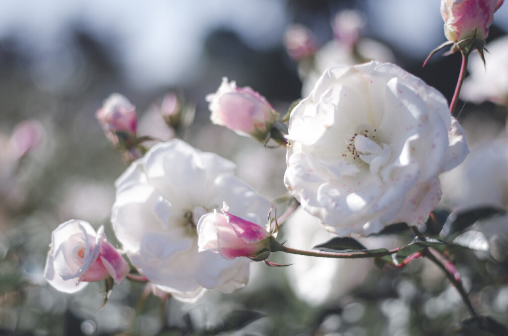 Delicate Rose Wallpaper: Tranquil Blooms & Budding Beauty