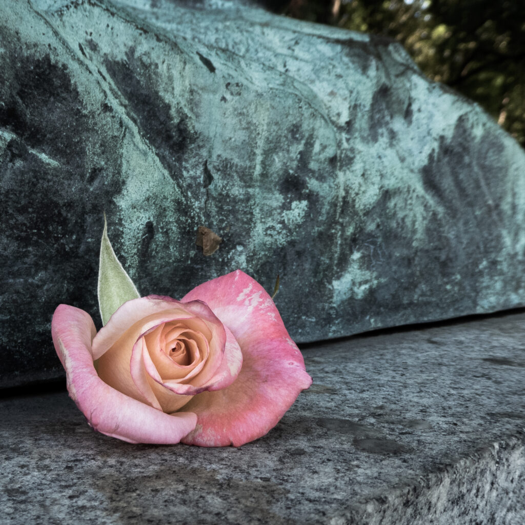 Delicate Pink Rose on Weathered Stone - Striking Aesthetic Background Wallpaper